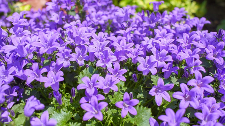 purple bellflower blooms