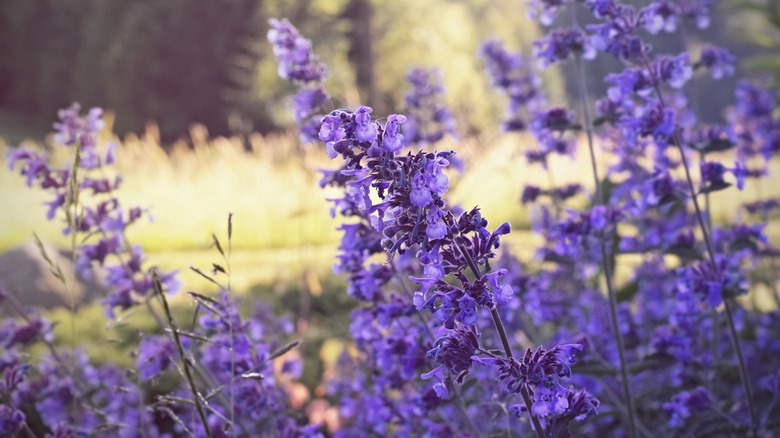 purple catmint plant