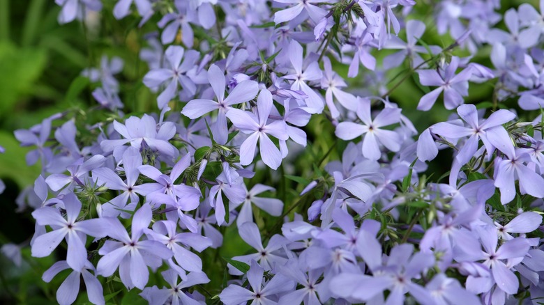 light purple blooms on plant