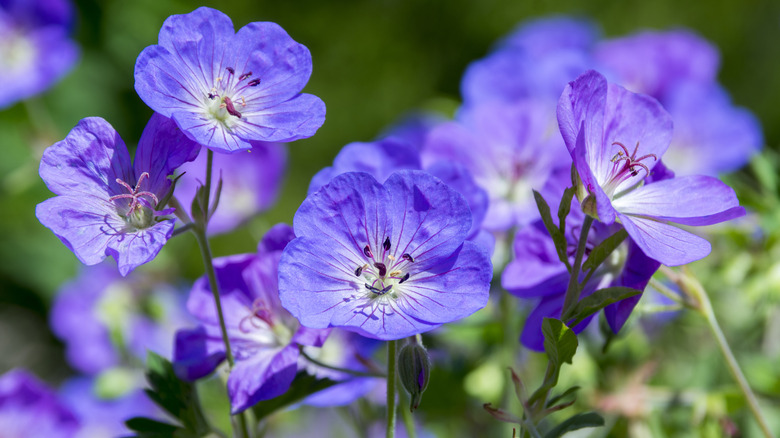 purple geranium flowers