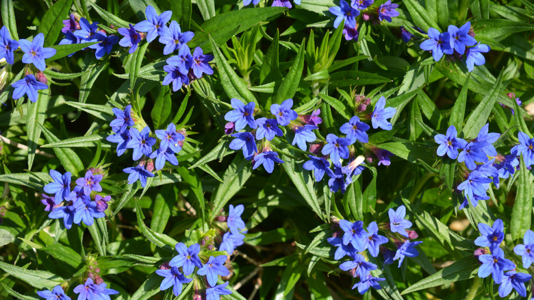 Lithodora 'Heavenly Blue' flowers