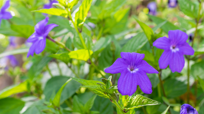 bush violet flower blooms