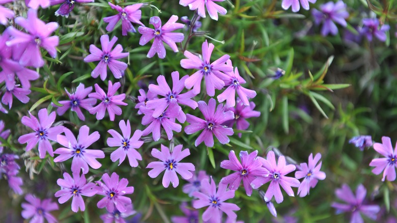 purple creeping phlox flowers