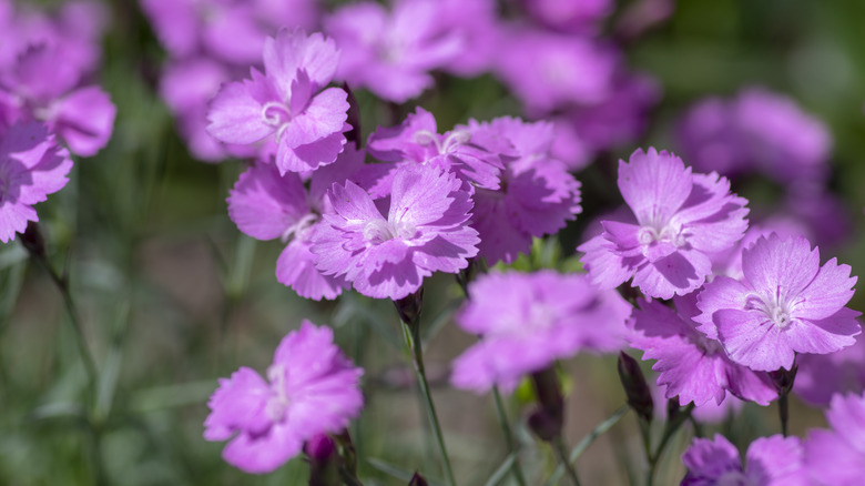 purple dianthus flowers