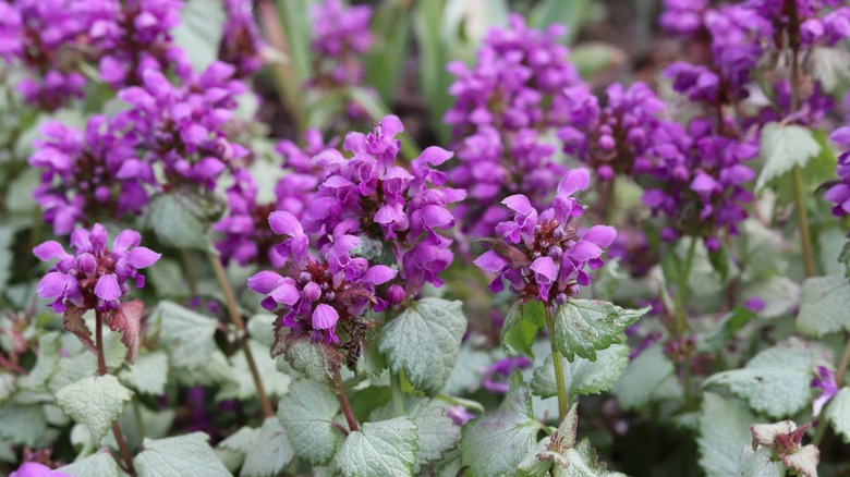 purple dead nettle