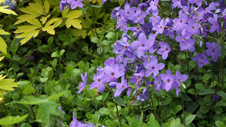 purple woodland phlox blooms
