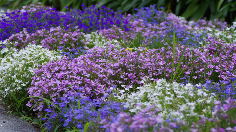 purple and white ground cover