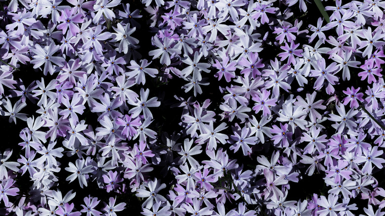 purple creeping phlox ground cover