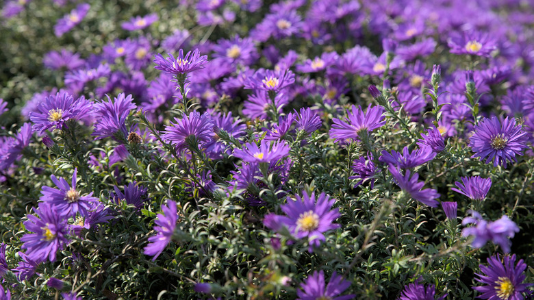 purple flowers, yellow centers