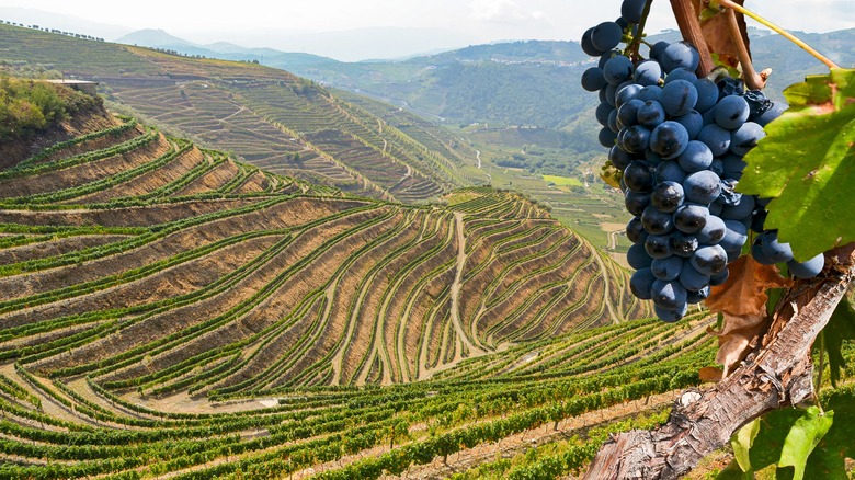 douro valley