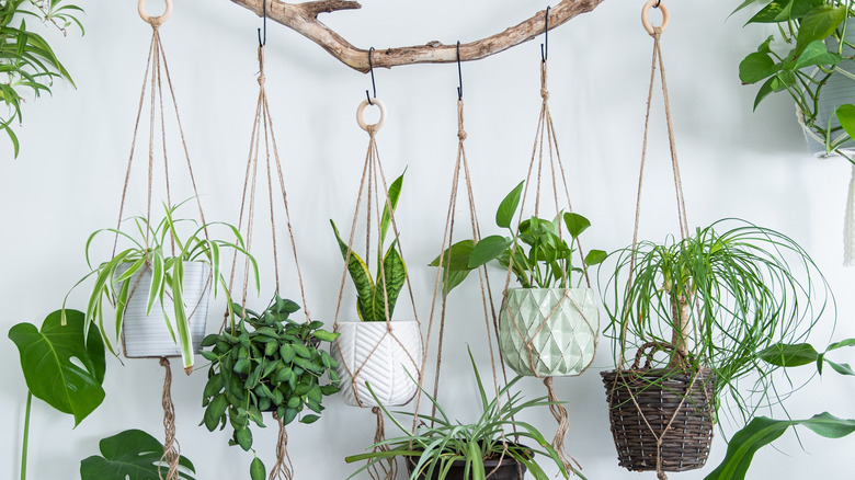 hanging plants