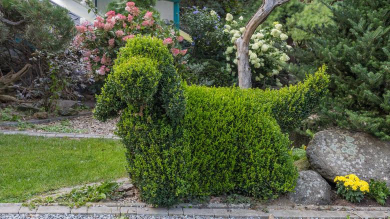 dog-shaped hedge