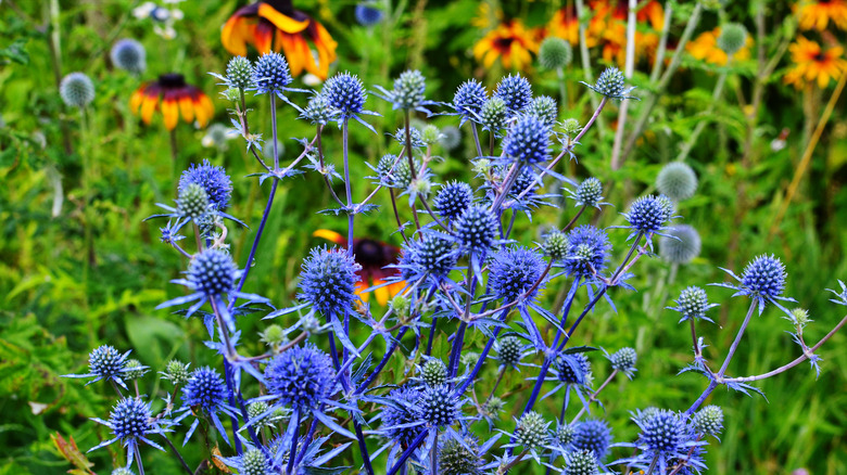 Clump of blue sea holly