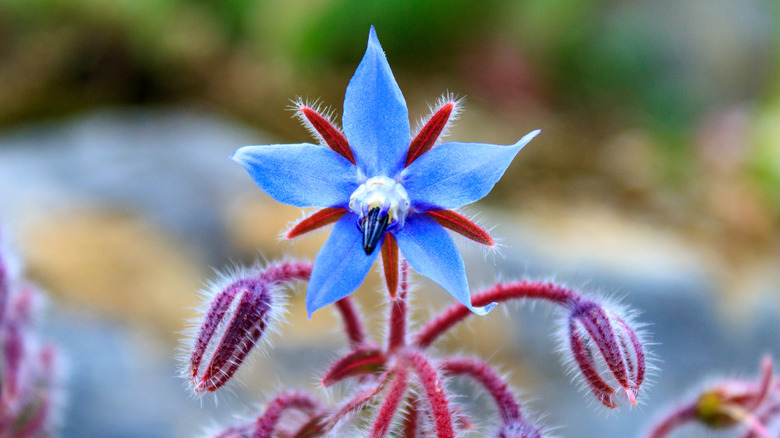 Blue borage starflower