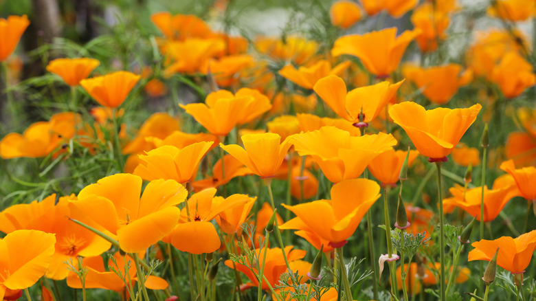 Large bunch of California poppies