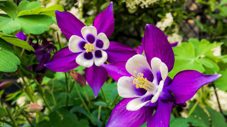 Purple Aquilegia vulgaris columbine flowers