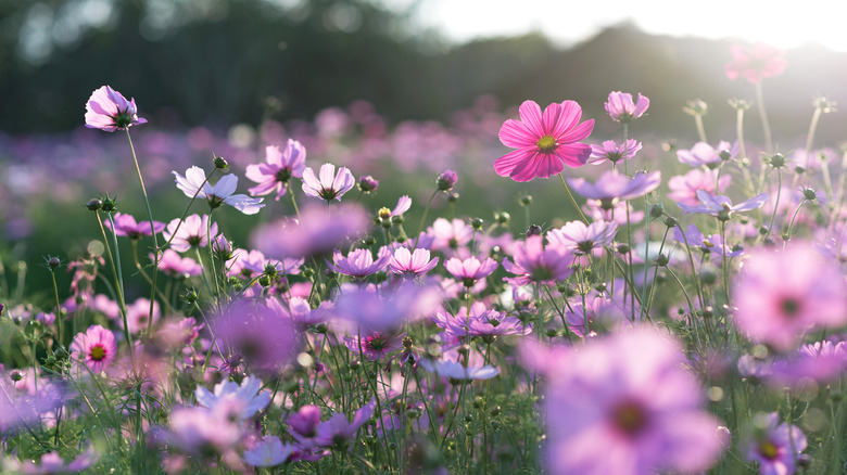 Field of pink cosmos flowers