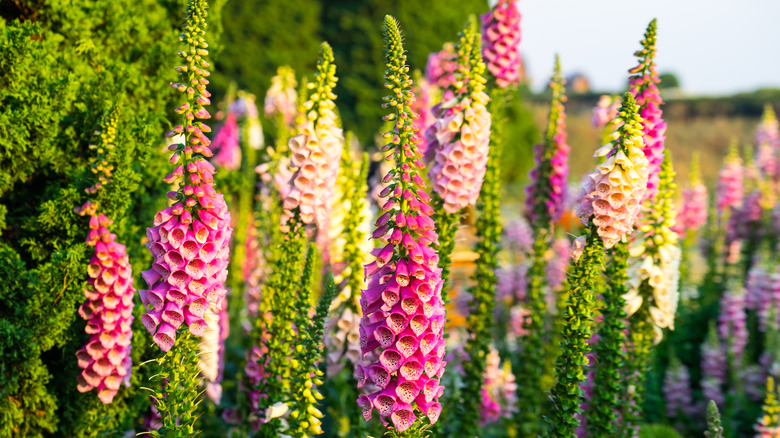 Field of multi-colored foxglove flowers