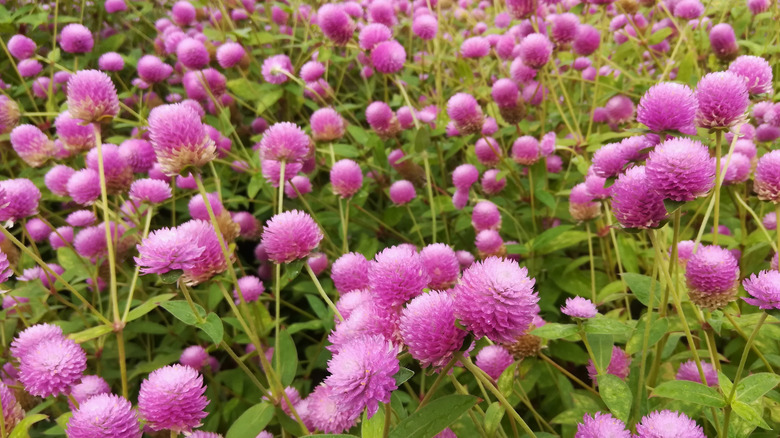 Pink globe amaranth flowers