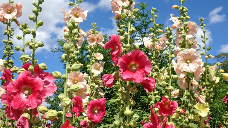 Colorful stalks of hollyhocks