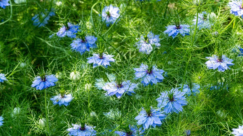 Blue love-in-a-mist flowers