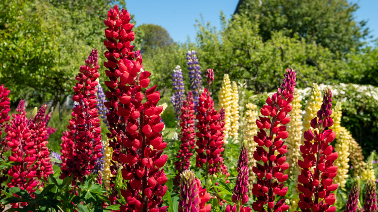 Red and yellow lupine flowers