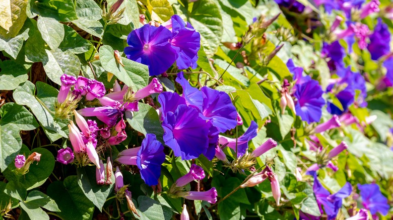 Purple morning glory flowers