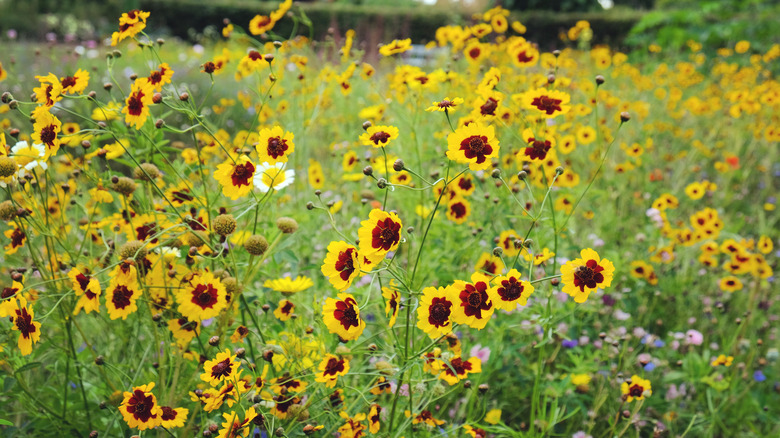 Field of plains coreopsis flowers