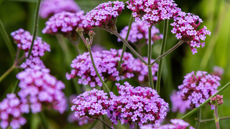 Clusters of purpletop verbena flowers