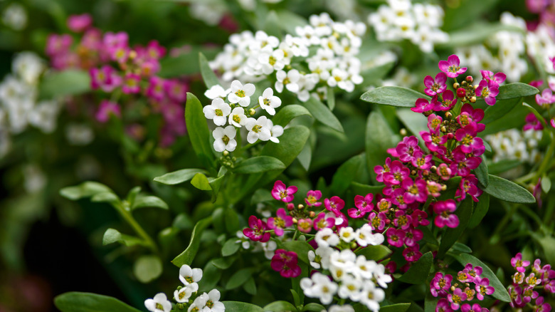 Sweet alyssum flowers