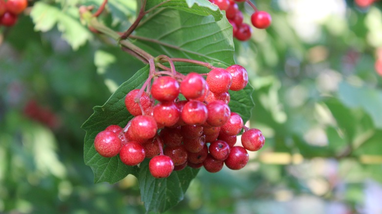 American cranberrybush branches