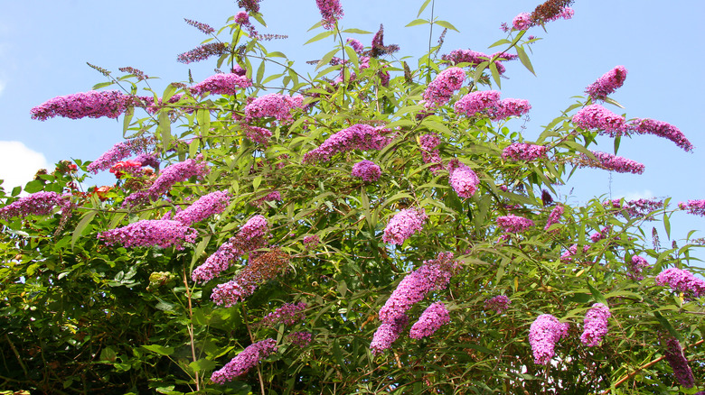 Butterfly bush in front of a blue sky