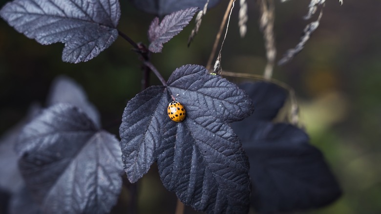yellow ladybug on diablo ninebark leaves