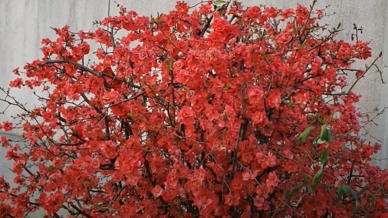 Japanese flowering quince against a wall