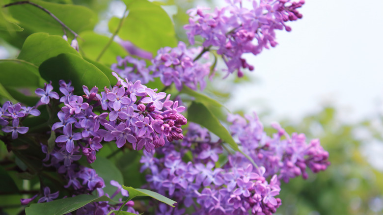 Lilac against a white sky