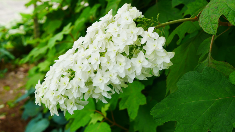 Oakleaf hydrangea in a garden