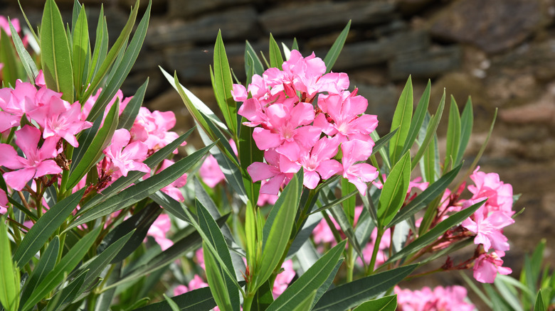 Oleander plants growing together