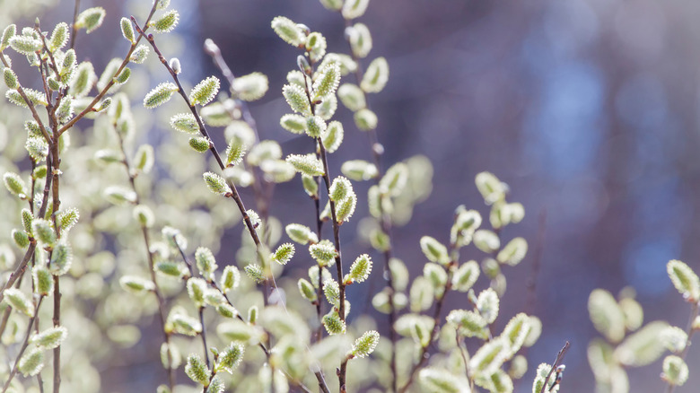 Pussy willow in the sunlight