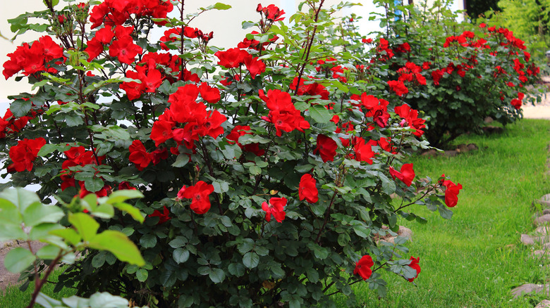 rose shrubs in a yard