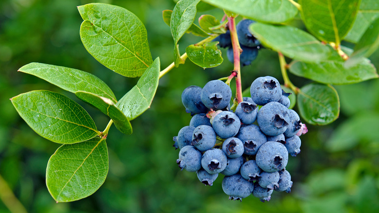 Cluster of ripe blueberries