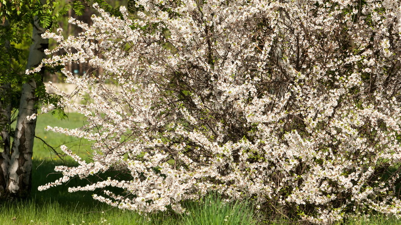 Flowering nanking cherry bush