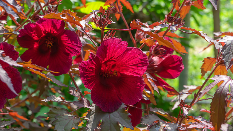 Cranberry hibiscus in bloom