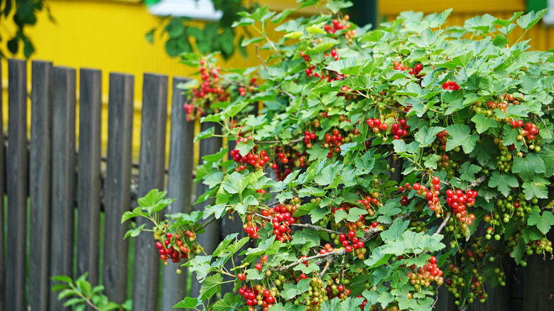 Red currant bush