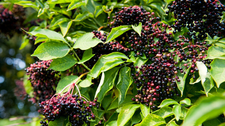 Clusters of ripe elderberry fruits