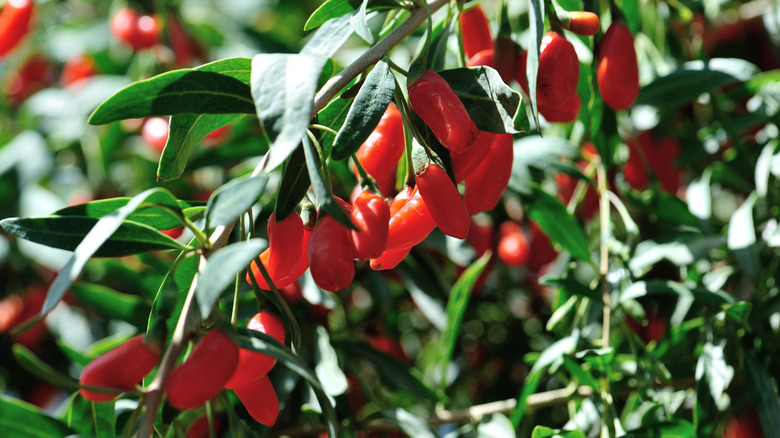 Goji berry fruit on bush