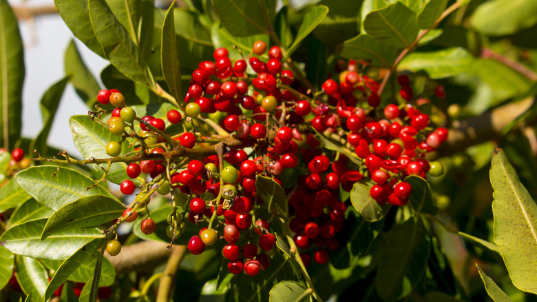 Japanese pepper tree fruit