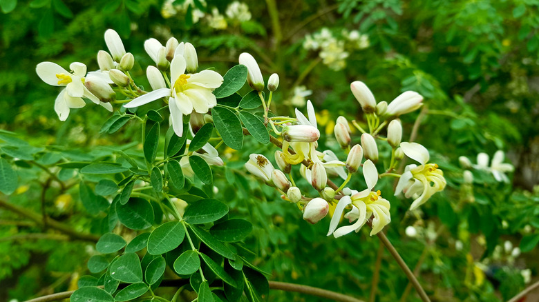 Moringa bush flowers and leaves