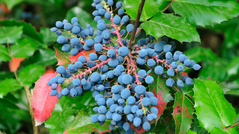 Ripe blue Oregon grapes