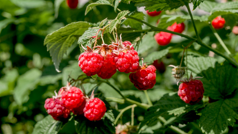 Ripe red raspberries