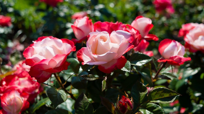 Pink and red rose blossoms